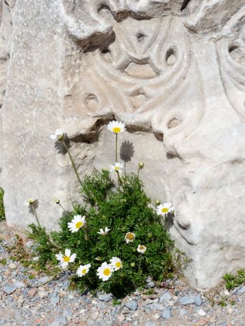 New life among the ruins - St John's Basilica, Selcuk