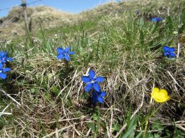 Alpine wildflowers on the Niesen