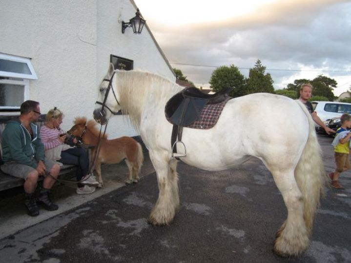 Bring the pony.. and miniature pony to the pub - Why not?