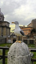 Roman Seagull