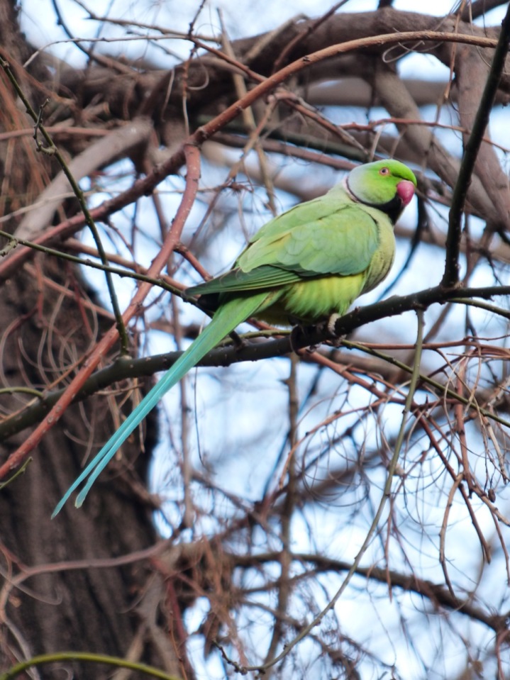 The Rose-ringed Parakeet